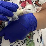 Котенок Лео 3