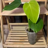 Суккуленты, монстеры 5