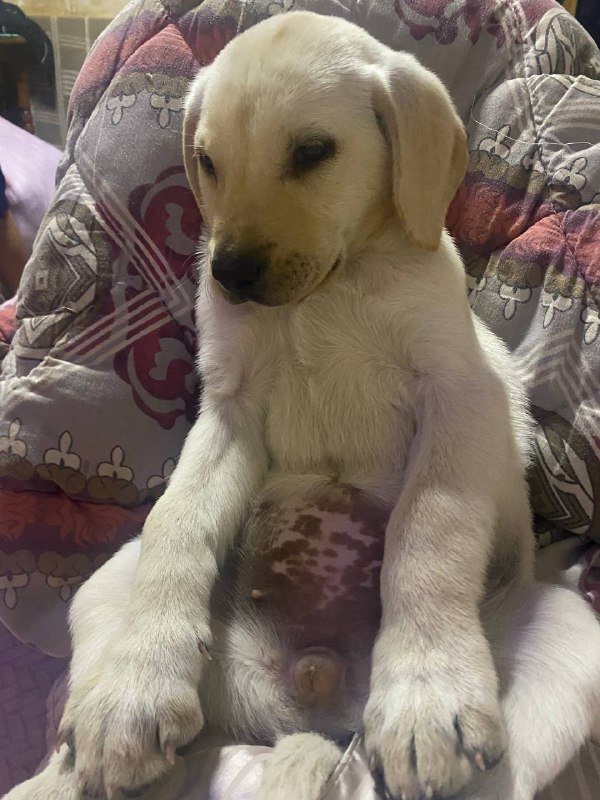 Маленький щенок лабрадора девочка 3