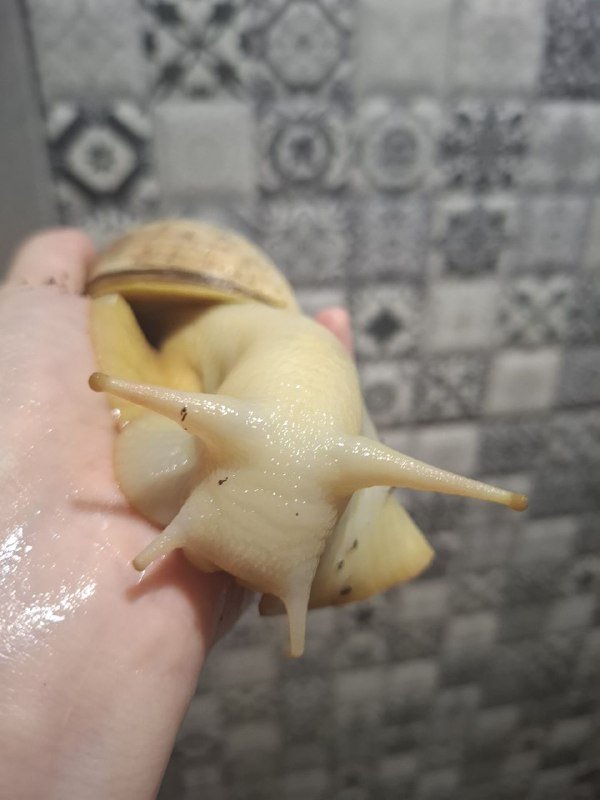 Улитки ахатины иммакуляты и альбины