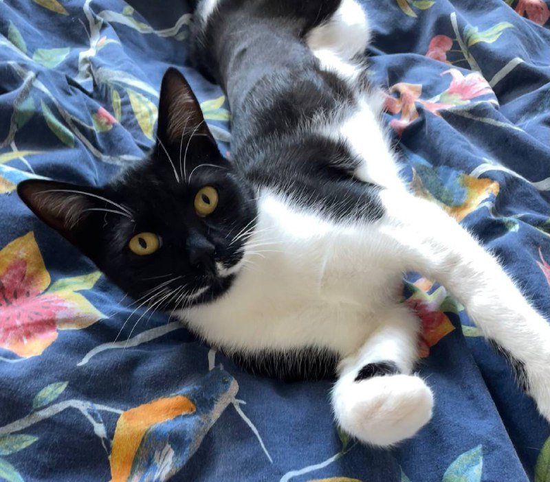 Маленькая кошка для дома 2