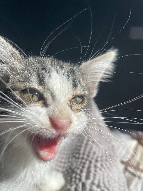 котенок молодой ищет дом 2