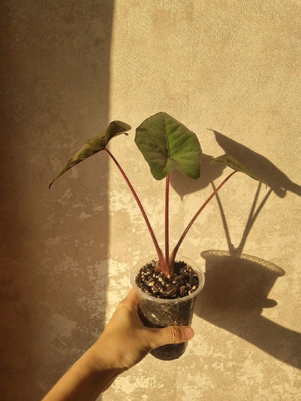 Алоказия Юкатан Принцесс, цветочные горшки пластиковые 2