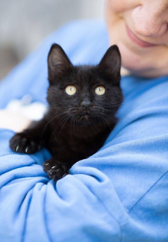 Черная кошка