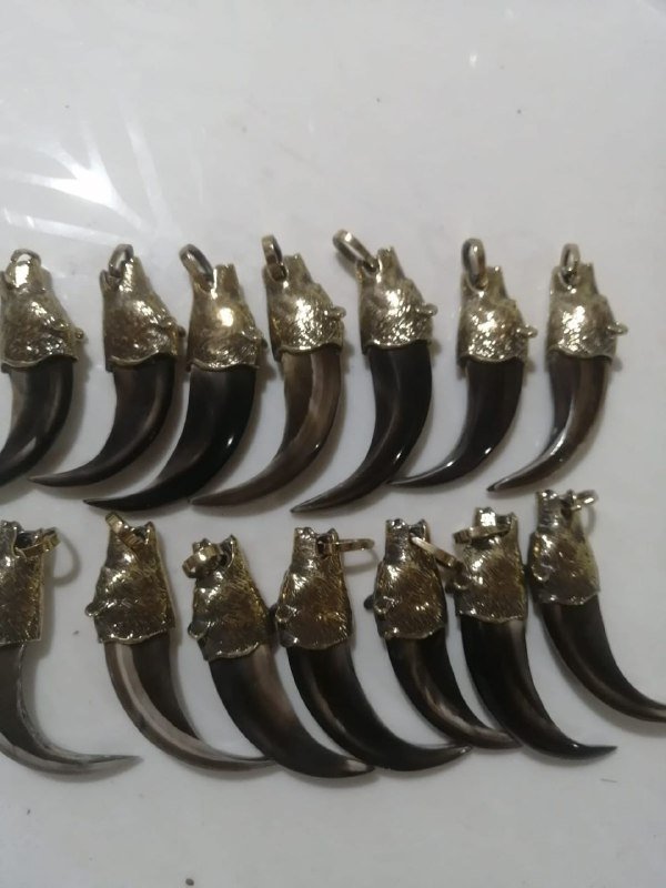 დათვის ბრჭყალი