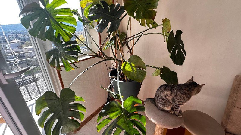 Крупная монстера 4 года 3