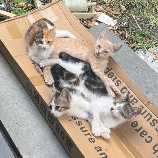 Котята