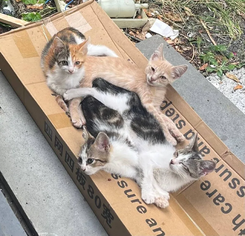 Котята