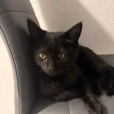 Две котятa девочки 2