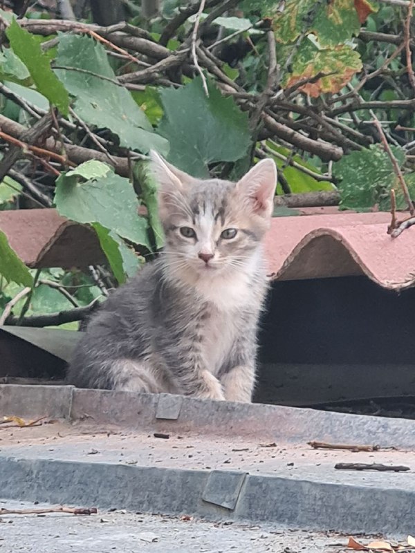 Котята бесплатно в добрые руки 4