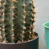 Кактусы 2