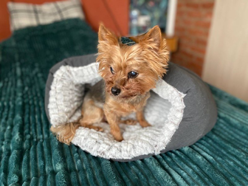 Лежанка для кошки или маленькой собачки 2