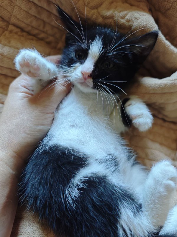Котенок Сэм для дома с прививками 5