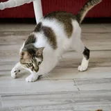 Кошечка Лапка 5