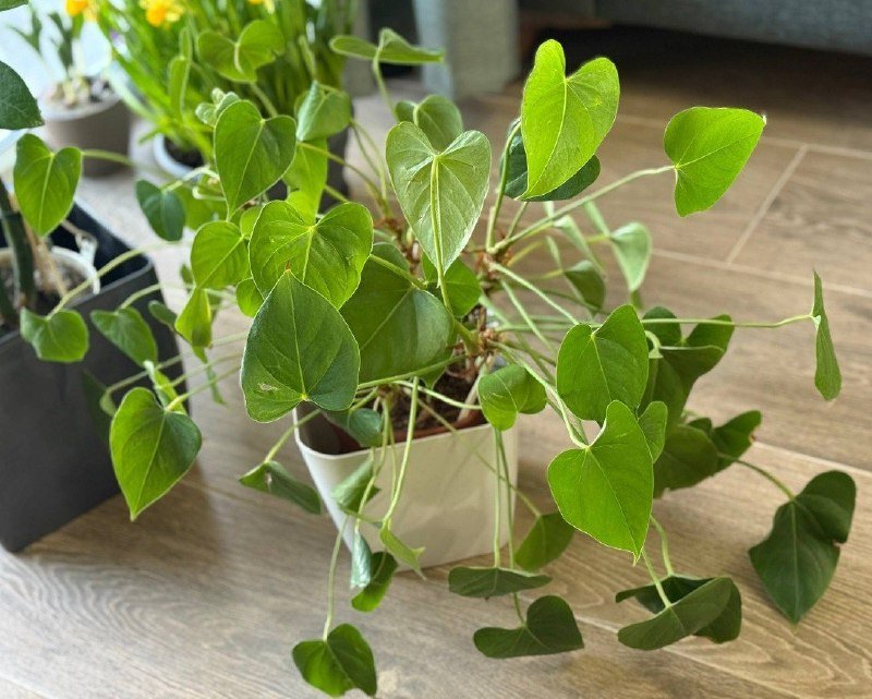 Комнатное растение Антуриум