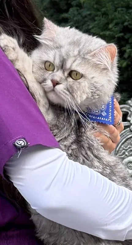 Cat Zezo 1