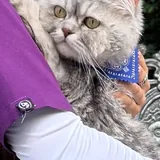 Cat Zezo 1