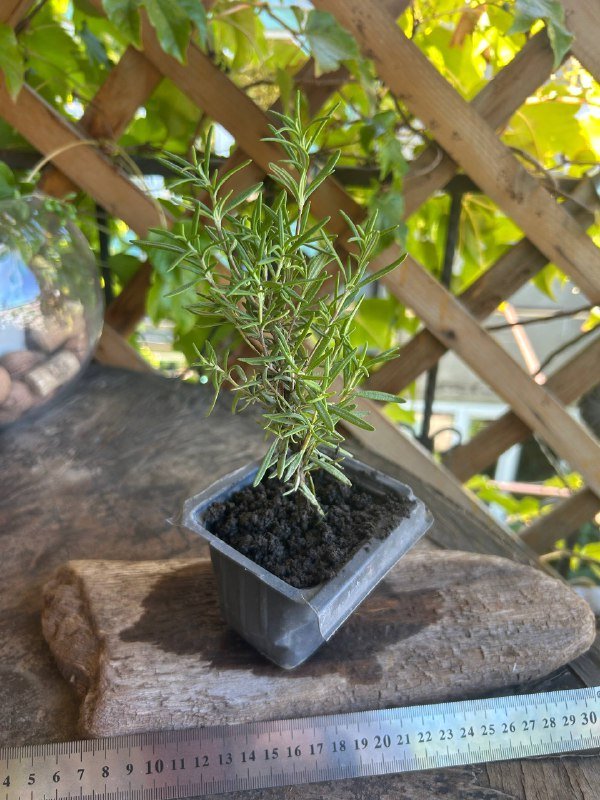 Базилик, Розмарин, традесканция 2