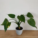 Алоказия кукулата 1