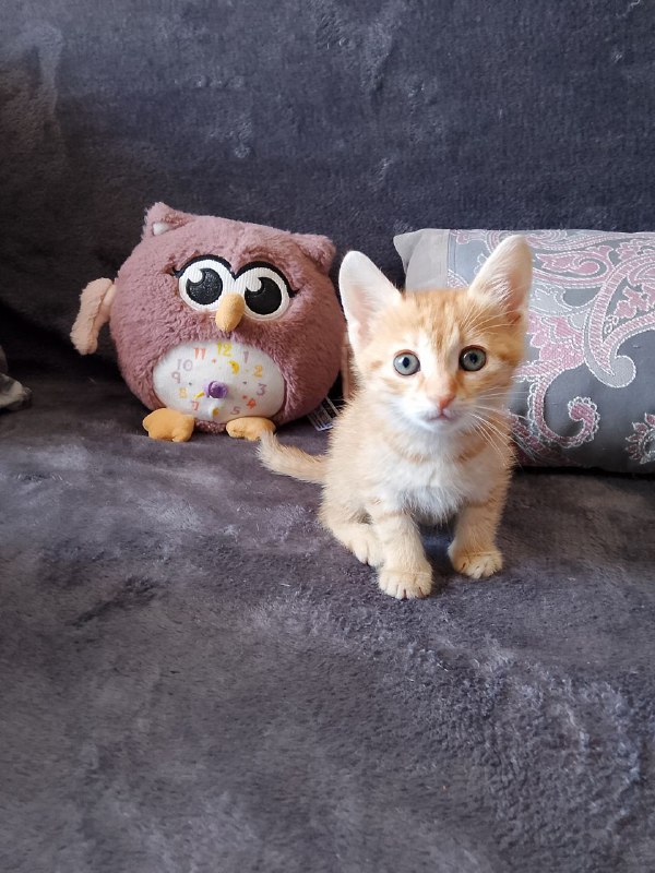 Котёнок Рыжик ищет дом