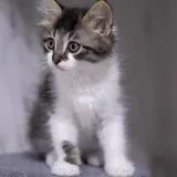 Котята 4