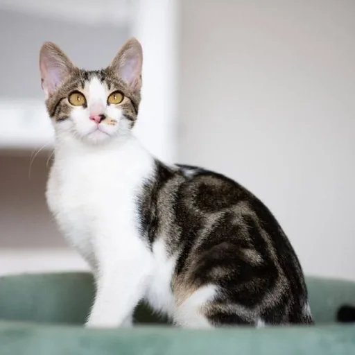 Котенок Космо ищет дом