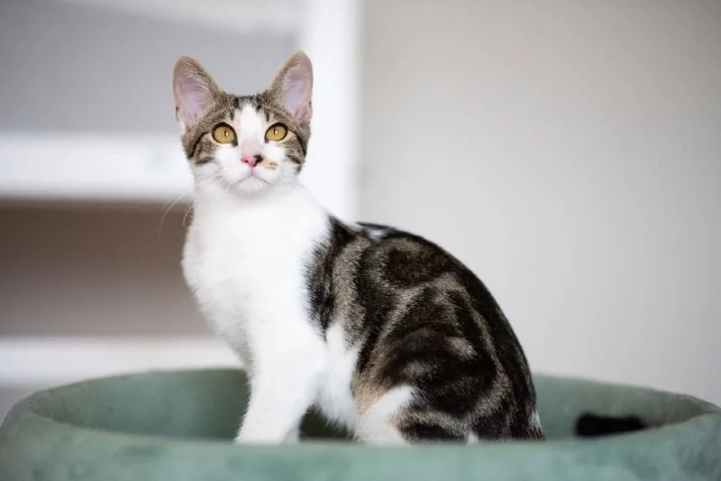 Котенок Космо ищет дом 1