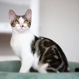Котенок Космо ищет дом 1