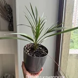 Комнатные растения, фикусы, пальмы 4
