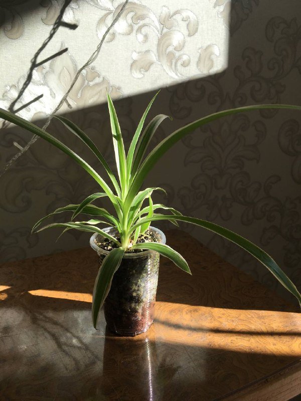 Комнатное растение, солнечные очки, наколенник, зонтик, пододеяльник, бутылка, коралки, шапочка, плюшевый мишка