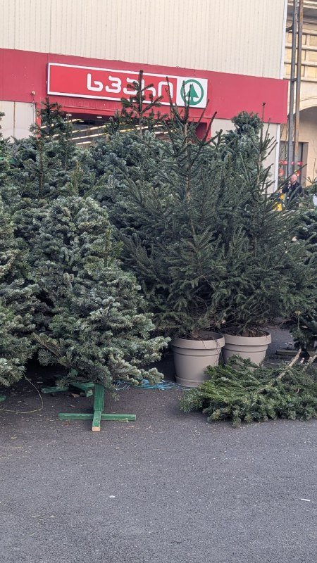 Ели разных размеров, уход за деревьями на месте