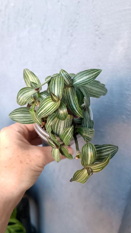 Ирезине малиновый, Традесканция Элеганс растения цветы 3