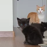 Котята, кошка-мама 2