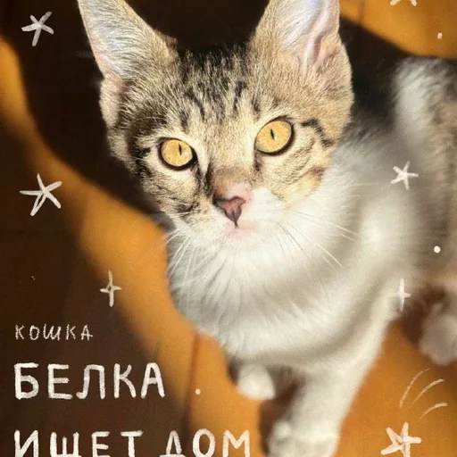 Кошка Белка ищет дом