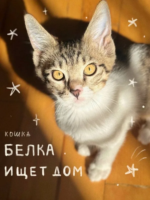 Кошка Белка ищет дом 1