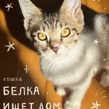Кошка Белка ищет дом 1