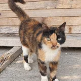Кошечка Вуса ищет дом 2
