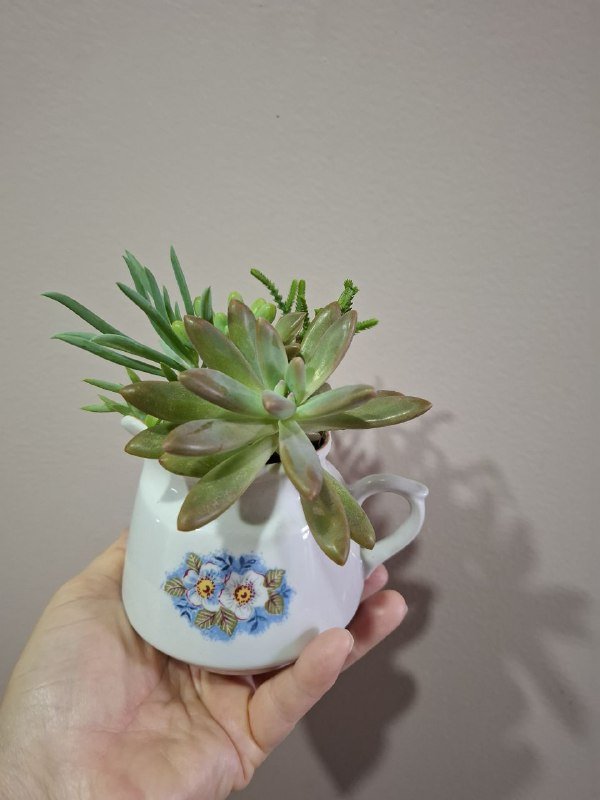 Монстера, Хлорофитум, Перец, Папоротники, Суккуленты, Фикус, Строманта, Эуфорбия 9