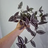 Комнатные растения 5