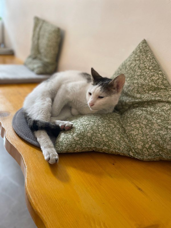 Котик для приюта, новый друг