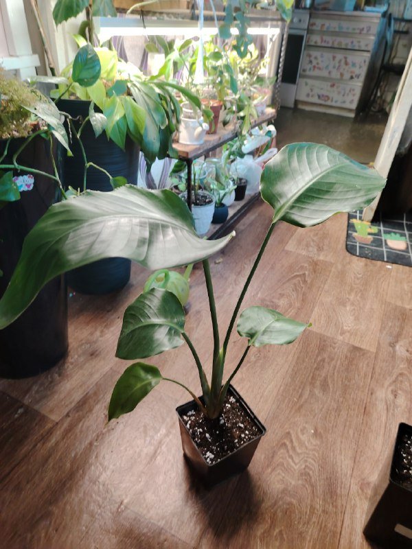 Калатея, Сциндапсус, Стрелиция Николая 3