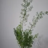 Комнатные растения: шеффлера, хлорофитум, аспарагус, монстера 3