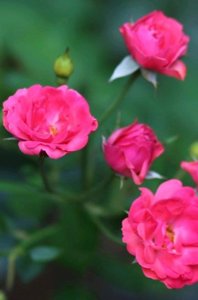 Фотоаппарат Nikon D3100 8