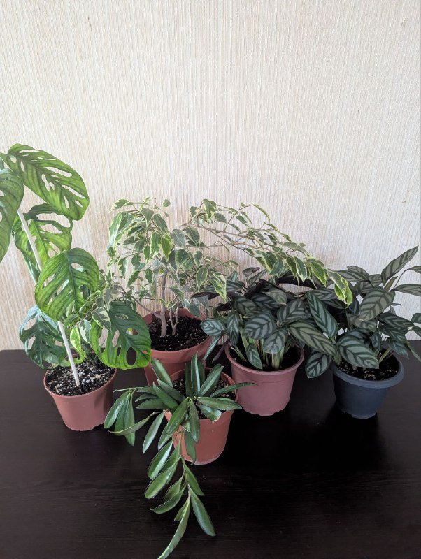 Хойя вайети, Монстера адансона, Ктенанта, Фикус Бенджамина растения