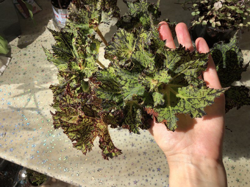 Декоративнолиственная бегония Шамус, растения 2