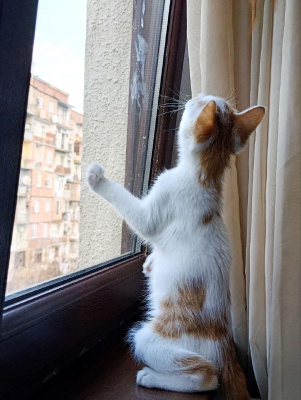 Котенок белый с рыжими пятнышками, 2 месяца 2