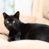 Черный кот 3