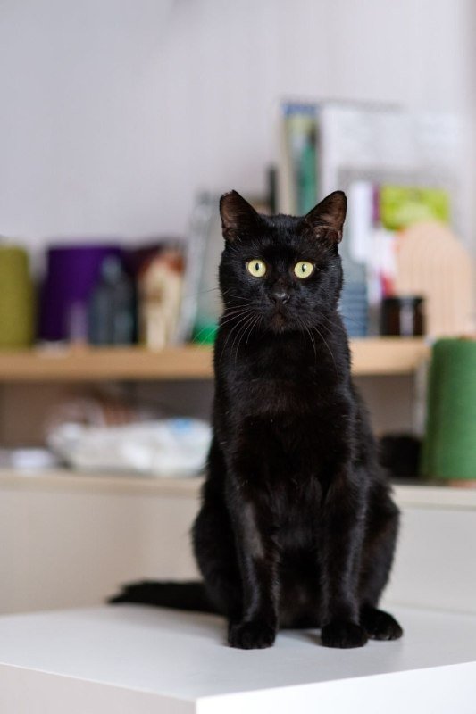 Кот-компаньон Салем