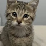 Котята 2