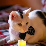 Коты Финдус и Ако ищут дом 5